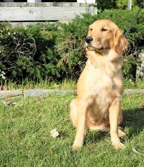 Watch these new born golden retriever puppies grow up; Nora Akc Female Adult Golden Retriever Man S Best Friend