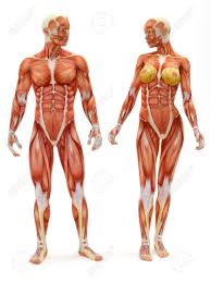 Male And Female Musculoskeletal System Isolated On A White Background Human Anatomy Art Human Muscle Anatomy Human Body Drawing