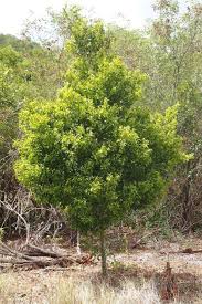 Image result for Drypetes arguta