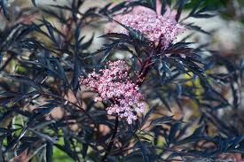 Check spelling or type a new query. How To Grow Elderberry In Containers Gardener S Path