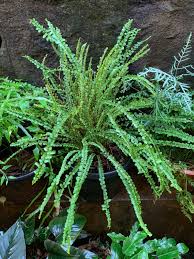 Image result for Pleopeltis  × simiana