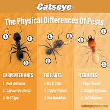 Want to learn more about carpenter ants and how to get them out of your home, then why not ask the masters for help. Signs Of Carpenter Ants Catseye Pest Control