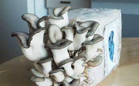 Enokis are one of the easiest edible mushrooms to grow at home. Grow Mushrooms At Home With Mushroom Growing Kits For Beginners