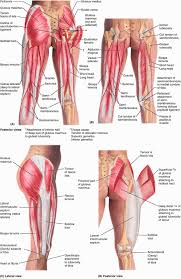 Pin On Anatomy Reference