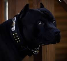 Pitbull and schwarz and funk. Pitbull Terrier Wie Findet Ihr Sein Aussehen Und Woher Kriegt Man Den Selben Hund