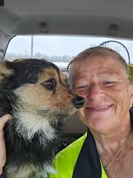 Lost dog found in Cameron, Texas, available for foster to adopt