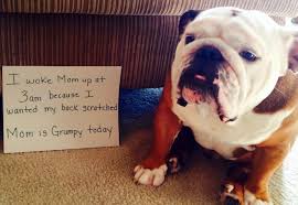 What Ever It Takes To Make The Baby Happy Posted On Baggy Bulldogs English Bulldog Lover Dog Shaming Funny Bulldog