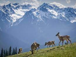Not only is outdoor recreation fun but it provides wellness and vitality to individuals and communities. 11 Things You Didn T Know About Olympic National Park U S Department Of The Interior