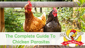 They produce healthy fresh eggs. Top 11 Ways To Accidentally Kill Your Chickens The Happy Chicken Coop