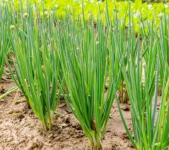 Herb Farming in Kenya: The Most High-Yield & Profitable Types - Farmers  Trend