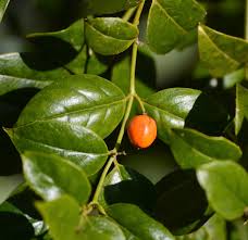 Image result for Olinia rochetiana