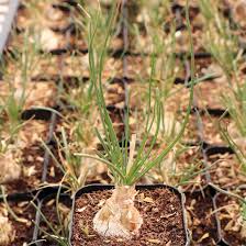 Image result for Albuca sp. no. 1