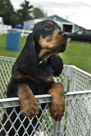United gordon setter rescue (shelter #1103220) x. Gordon Setter Puppies For Sale Uk The Y Guide