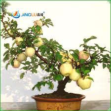 Maybe you would like to learn more about one of these? 20 Biji Pack Mini Apel Biji Buah Bonsai Mini Bonsai Pohon Apel Segar Eksotis Bibit Pohon Seed Set Tree 3dseed Separator Aliexpress