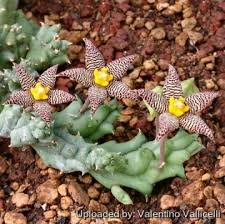 Image result for Piaranthus atrosanguineus