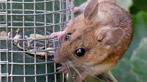 They may cause severe diseases. Hantavirus Aktuelle Themen Nachrichten Bilder Stuttgarter Zeitung