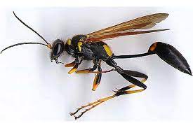 Bugs are not simply nuisances, but they also cause damages to the structure of your home—especially if they are termites or. Pest Control St Petersburg Fl Top Rated Pest Services