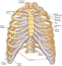 Find the perfect rib cage and human stock photo. Pin On Human Anatomy Drawing