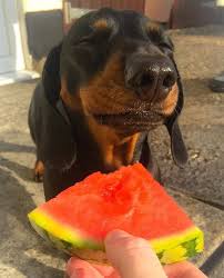 Barney Is Not A Fan Of Watermelon Follow Rushworld On Pinterest We Re Supportive And Funny And We Bring Fresh Conten Cute Dogs Dachshund Puppies Baby Animals