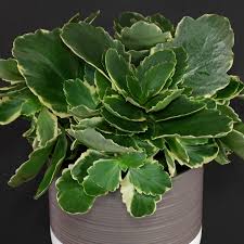 Image result for Kalanchoe blossfeldiana