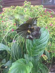 The tacca chantrieri , known as bat flower, cat whiskers or devil flower, is a perennial and it is a plant that needs mild temperatures, between 10ºc minimum and 30ºc maximum , and a humid. Tacca Chantrieri Black Bat Flower