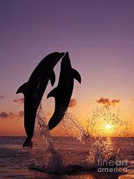 Two Dolphins Jumping Together At Sunset Photograph By Brandon Cole