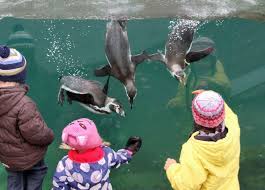 the penguins at karlsruhe zoo die pinguine im karlsruher zoo unterhalten die gaste karlsruhe zoo karlsruhe beliebte reiseziele