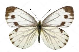 Image result for Pieris napi