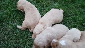 Please contact us for more information on joining our waiting list. Goldendoodle Puppies For Sale Rocky Mount Va 274708