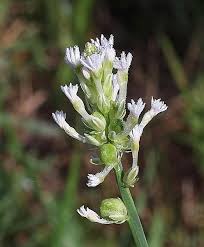 Image result for Polygala macrostigma