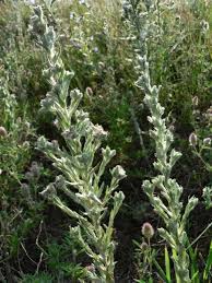 Image result for Gymnosporia buchananii