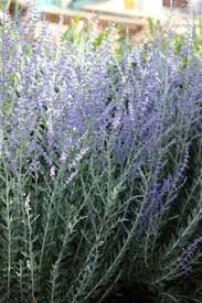 Image result for perovskia atriplicifolia 'little spire'