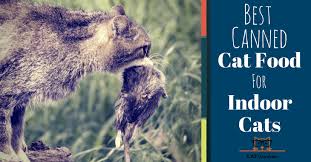 When you take your cat to see the veterinarian, he probably asks you whether the cat is an indoor cat or an outdoor cat. My Best Canned Cat Food For Indoor Cats Even Our Pickiest