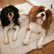 Dogs live in the safety of my home. Dog Home Boarding Home Facebook