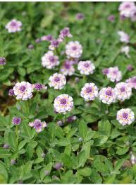 Image result for Phyla nodiflora