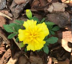 We did not find results for: Growing Flowers In The Vegetable Garden Dogwoods Dandelions