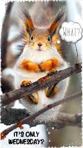 Wonderful Wednesday Animal Meme Pictures Quotesbae