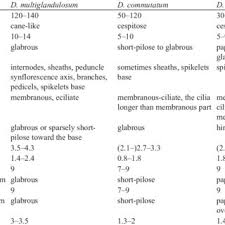 Image result for Panicum habrothrix