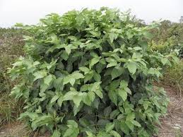 Image result for Morinda lucida