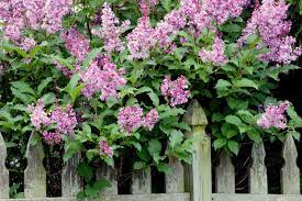 How To Prune Lilac Bushes Lilac Tree Prune Lilac Bush Lilac Plant