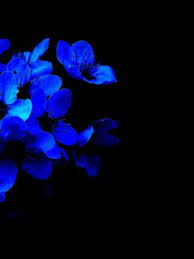 A collection of the top 55 aesthetic flower wallpapers and backgrounds available for download for free. Dark Blue Flowers Shared By Vivkt On We Heart It