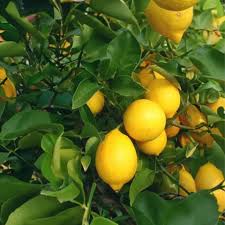 Image result for Citrus × limon