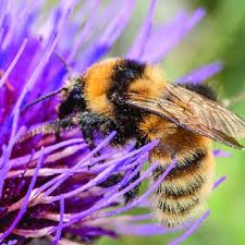 Image result for Bombus distinguendus