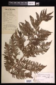 Image result for Cyathea manniana