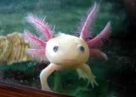 Pin By Cynthia Barnes On Axolotl Salt Water Fish Saltwater Fish Tanks Saltwater