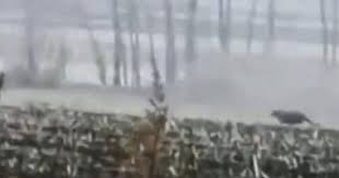 احتفل مع النمور بمناسبة زواج سما وماهر وبدأ حياتهم الجديدة معا. Qienngbvi3ipnm