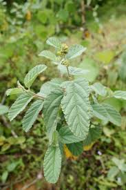 Image result for Waltheria indica