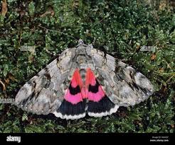 Image result for Catocala electa