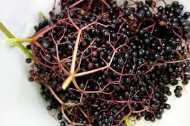 Wann holunder blüht, hängt von verschiedenen faktoren ab. Kraut Des Monats Holunder Ritzenhof Blog