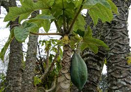 Image result for Vasconcellea pubescens